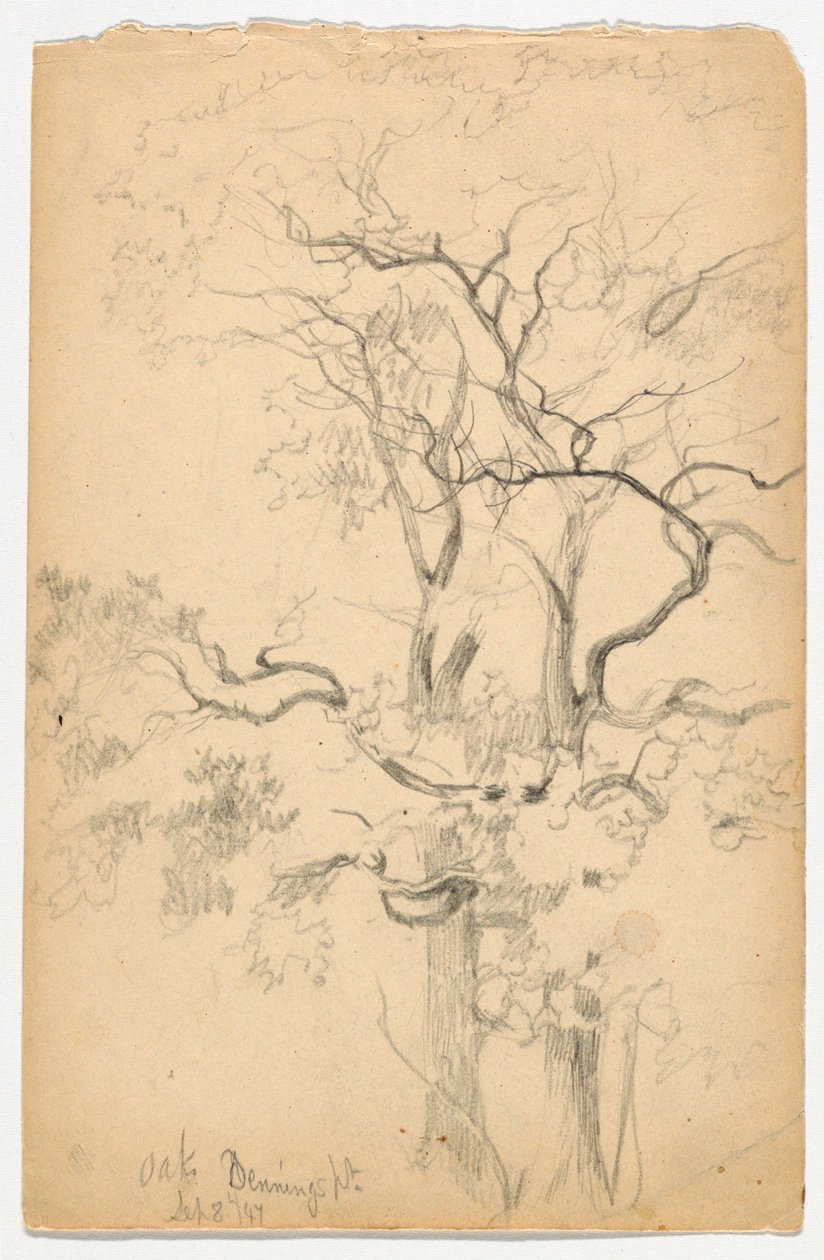 Studie von Eichen bei Dennings Point von Daniel Huntington