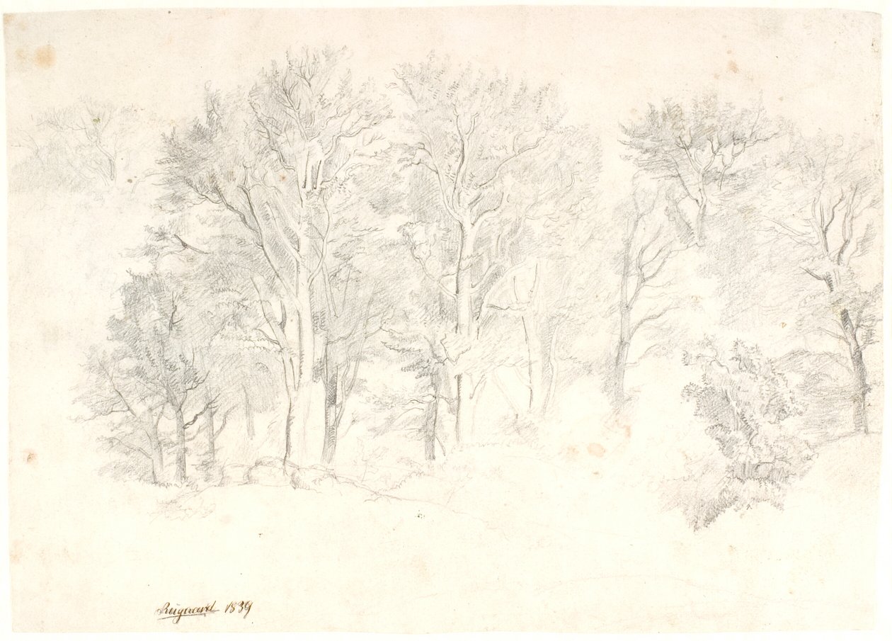 Studie von Bäumen von Dankvart Dreyer
