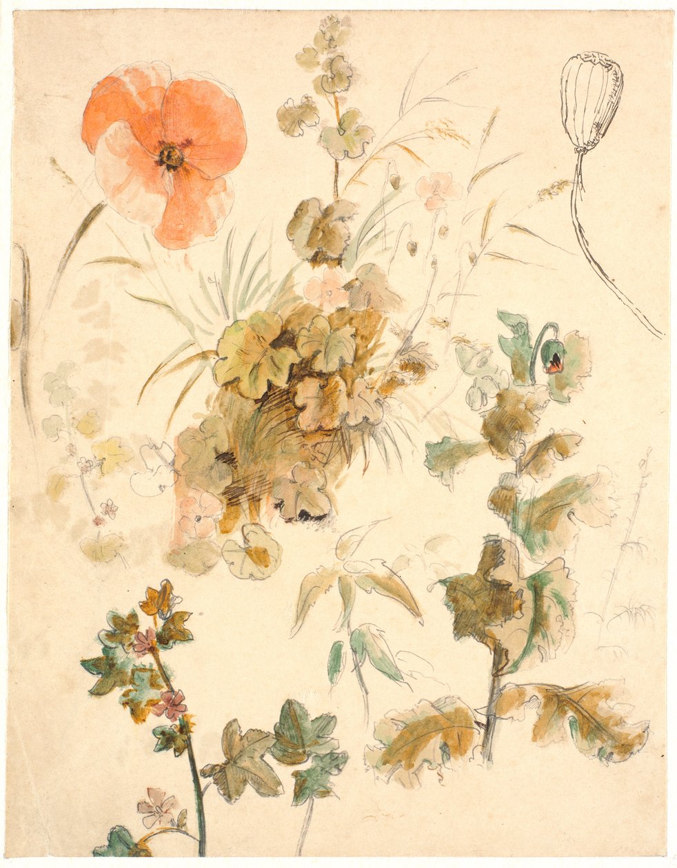 Studien verschiedener Blumen, darunter Mohnblumen von Dankvart Dreyer