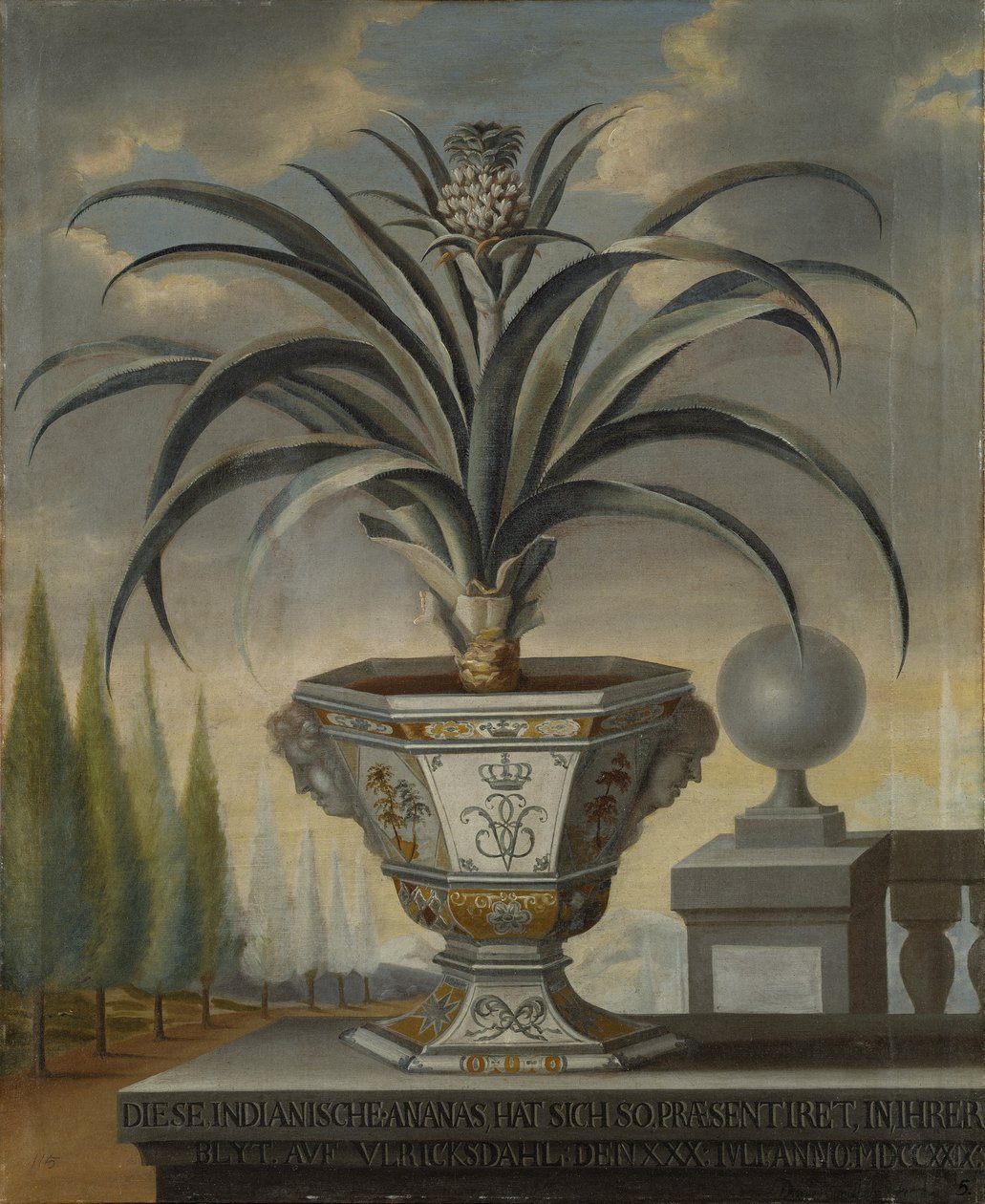 Ananaspflanze, 1729 von David von Coln
