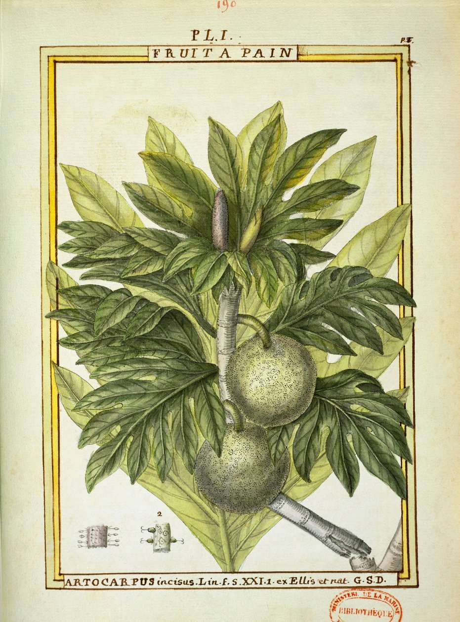 Brotfrucht (Artocarpus altilis), Aquarell von Delahaye von Delahaye Delahaye