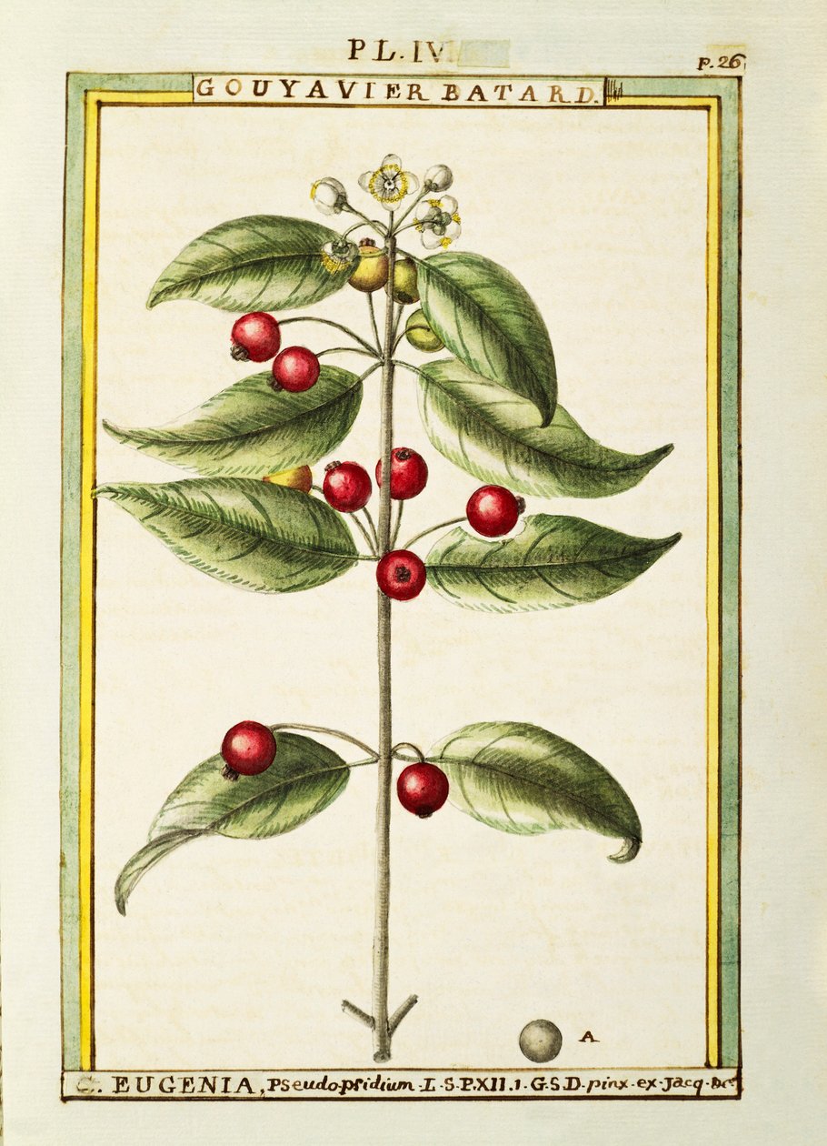 Pinsel-Kirsche (Eugenia pseudo-pridium), Aquarell von Delahaye von Delahaye Delahaye
