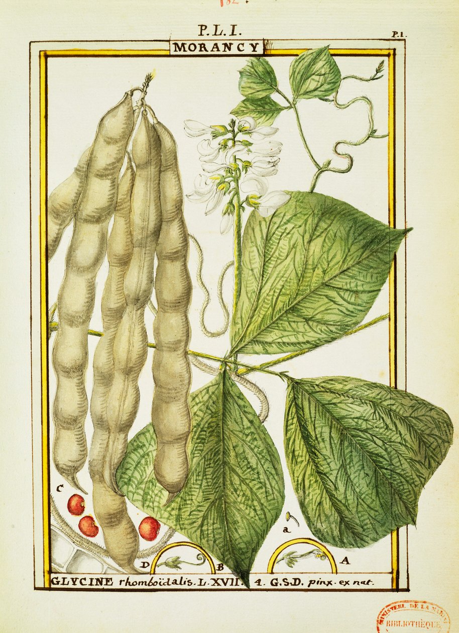 Glycine Rhomboidalis, Aquarell von Delahaye von Delahaye Delahaye
