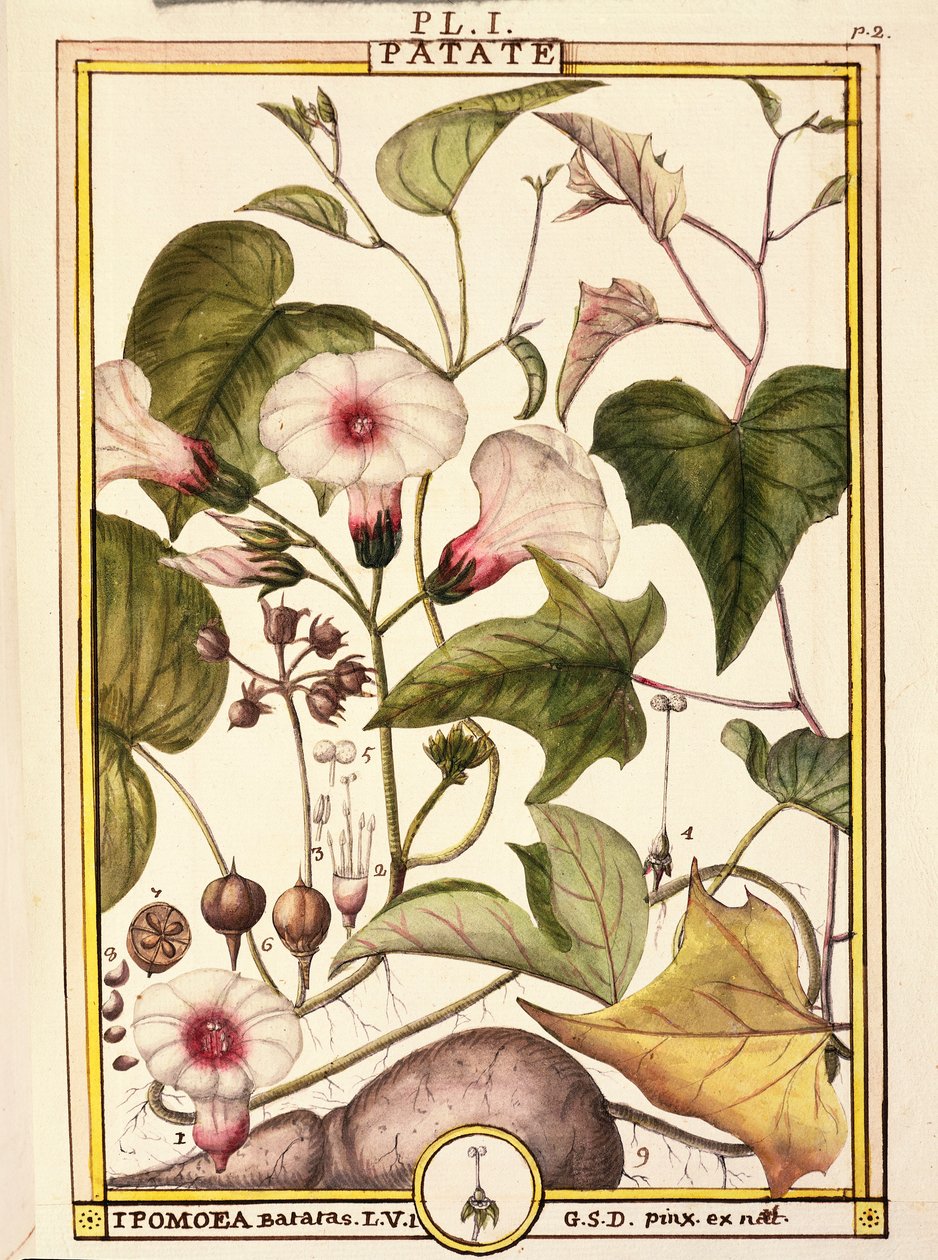 Süßkartoffel (Ipomea batatas) von Delahaye Delahaye