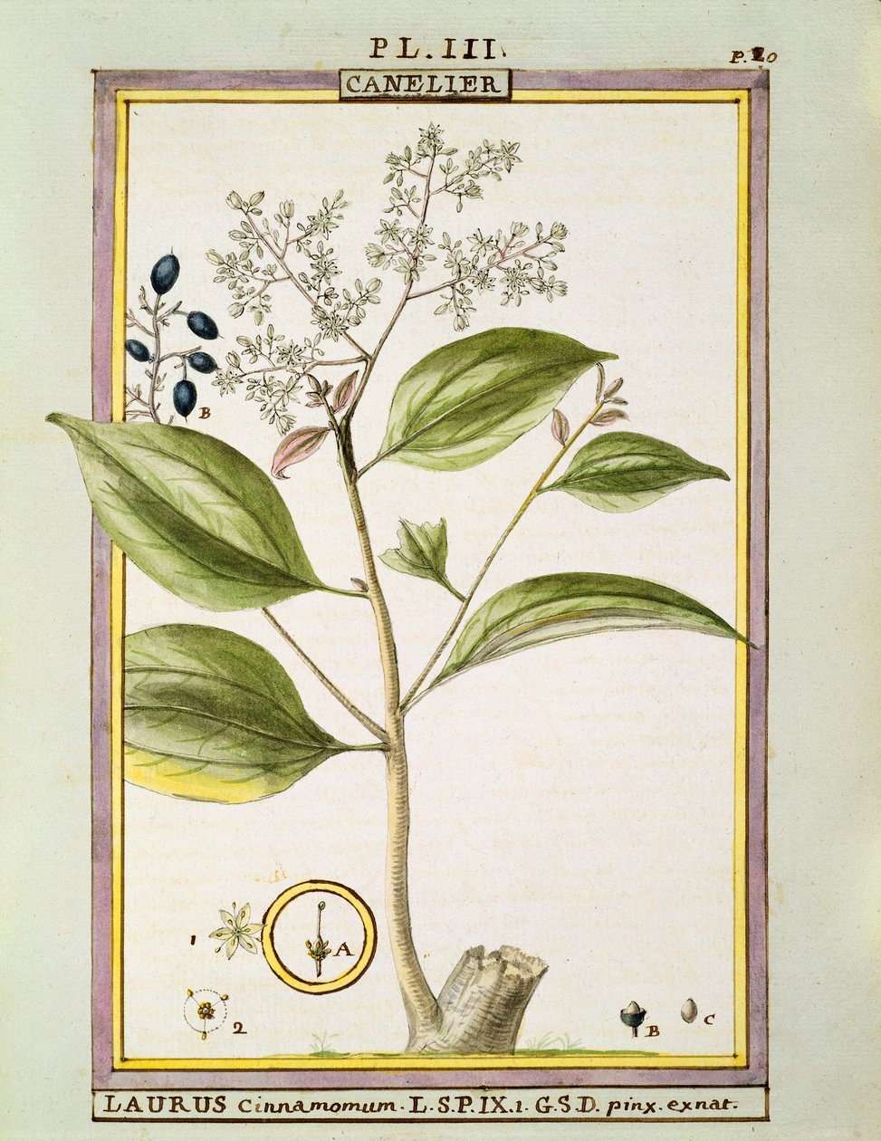 Echter Zimt (Cinnamomum Verum), Aquarell von Delahaye von Delahaye Delahaye