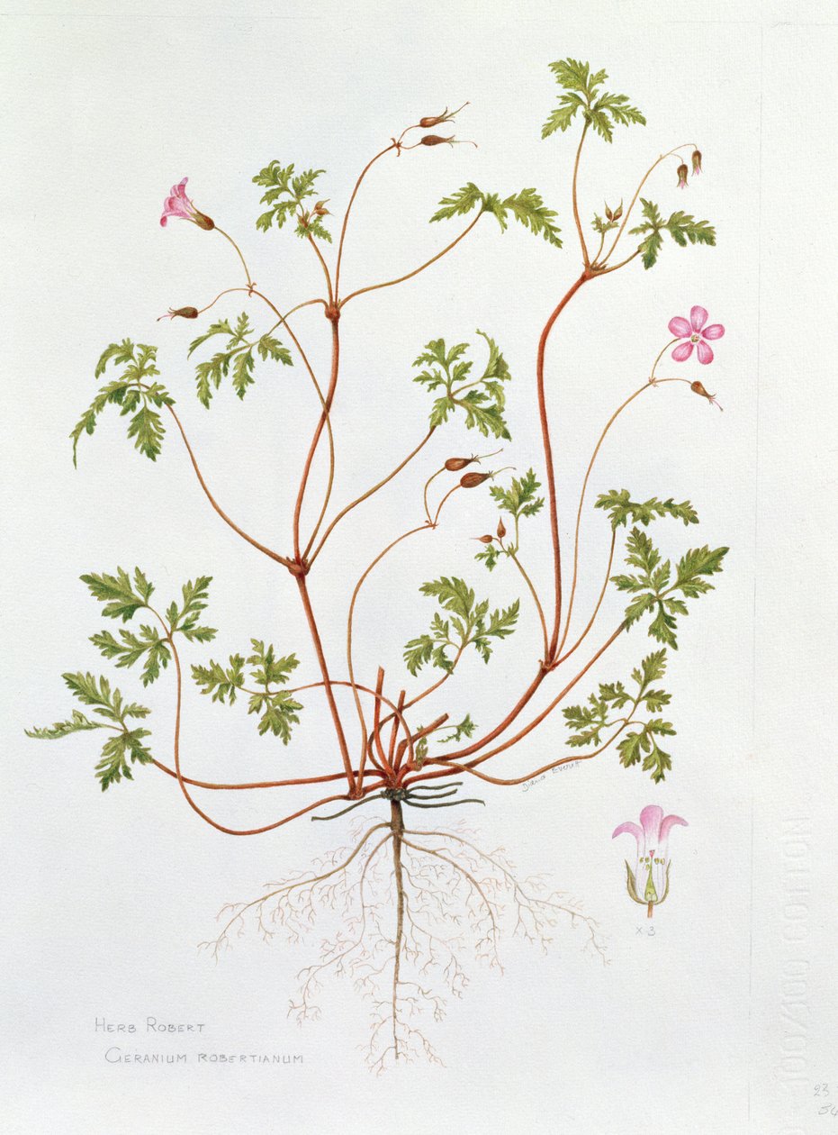 Storchschnabel von Diana Everett