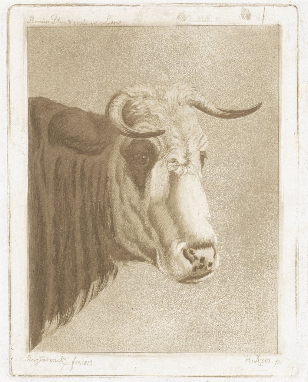 Koekop von Diederik Jan Singendonck