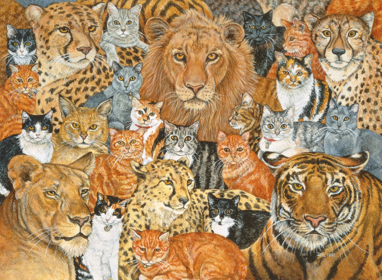 Halbwilde Katze von Ditz