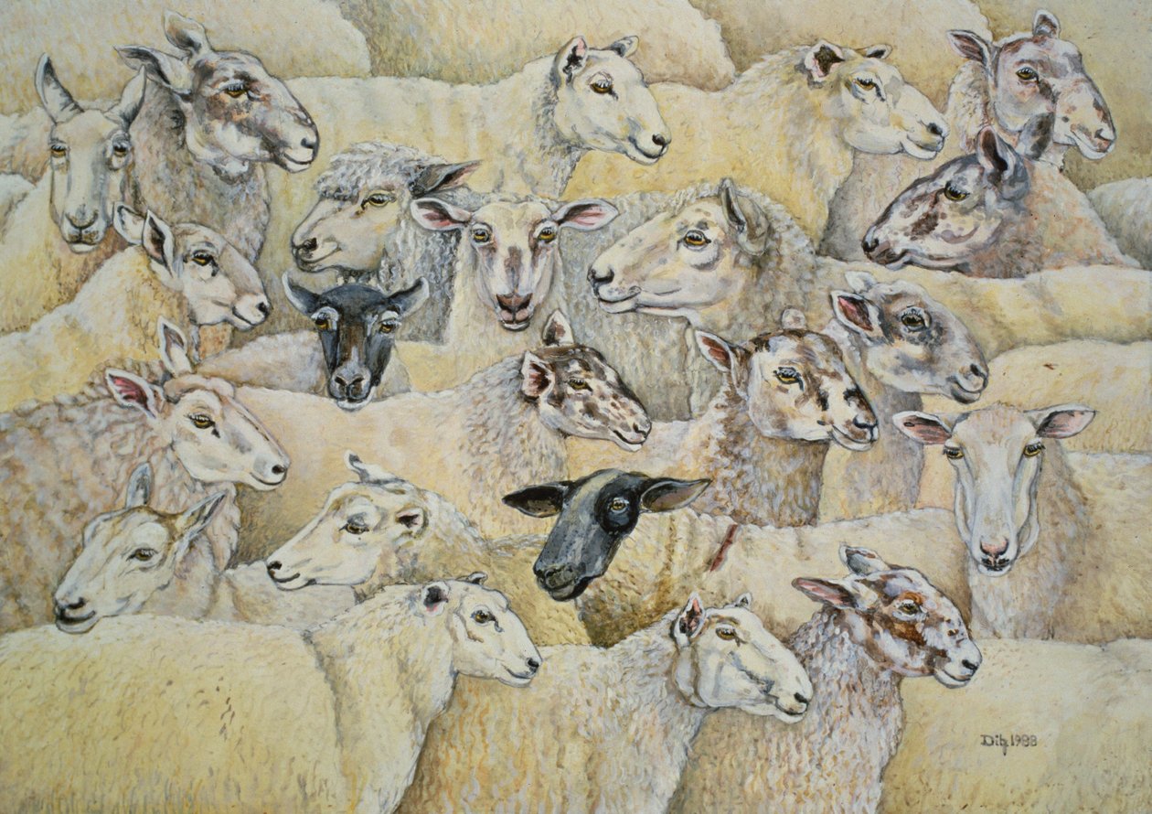 Schaf-Decke von Ditz