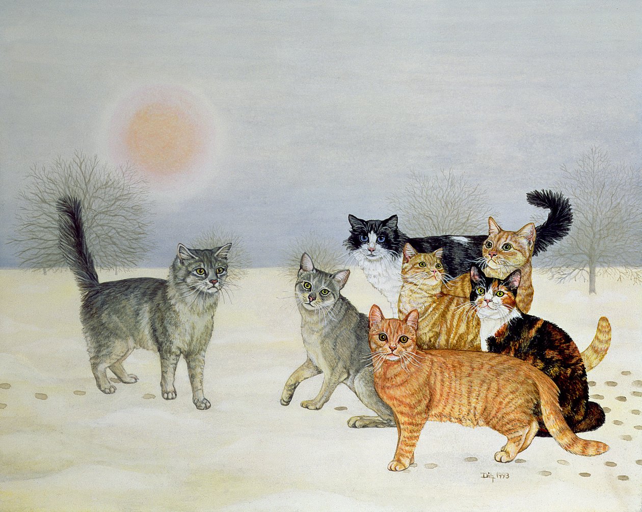 Winter-Katzen von Ditz