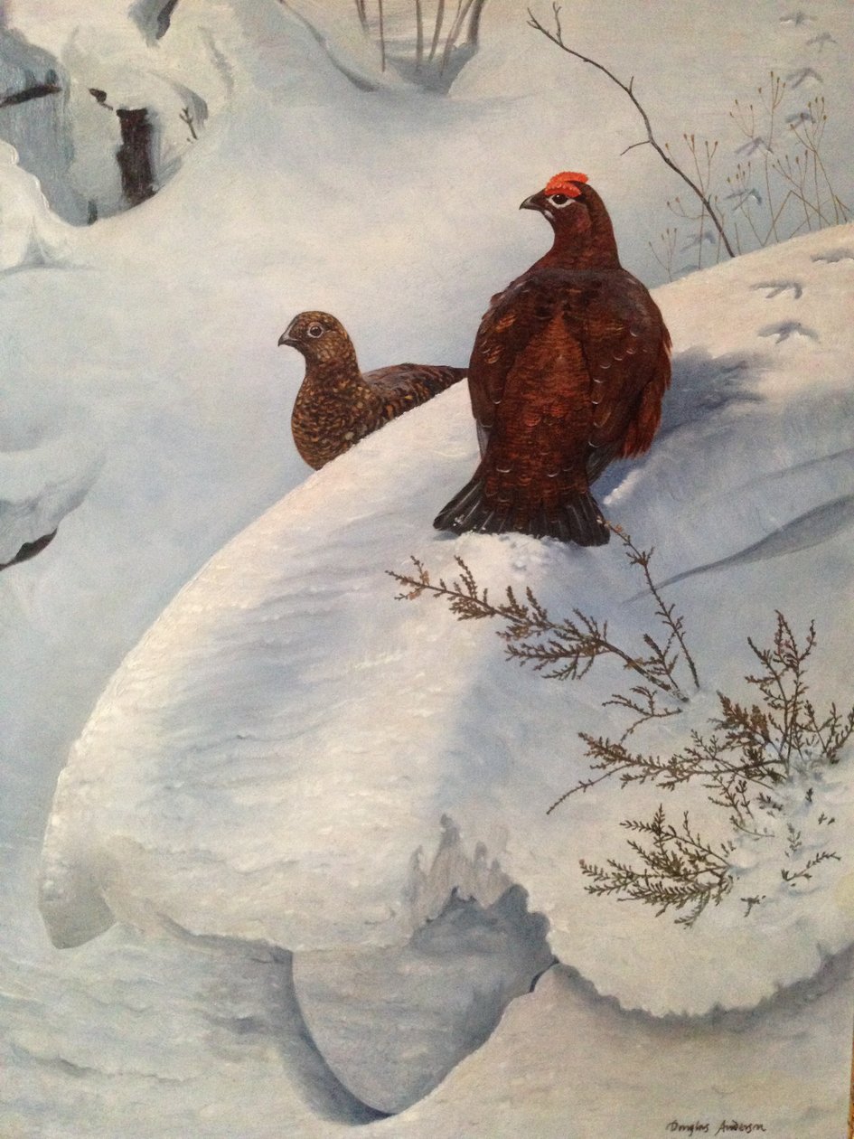 Schneehuhn im Schnee, ca. 1985 von Douglas Anderson