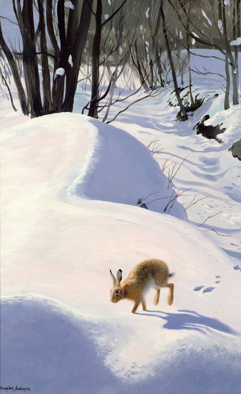 Hase im Schnee von Douglas Anderson