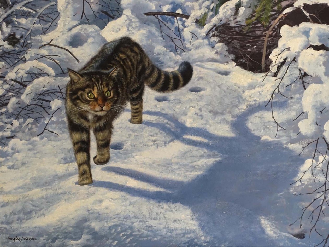 Schottische Wildkatze von Douglas Anderson