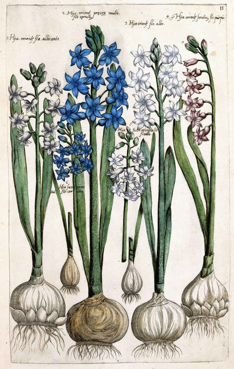 Hyazinthen, 1631-1647 von Dutch School