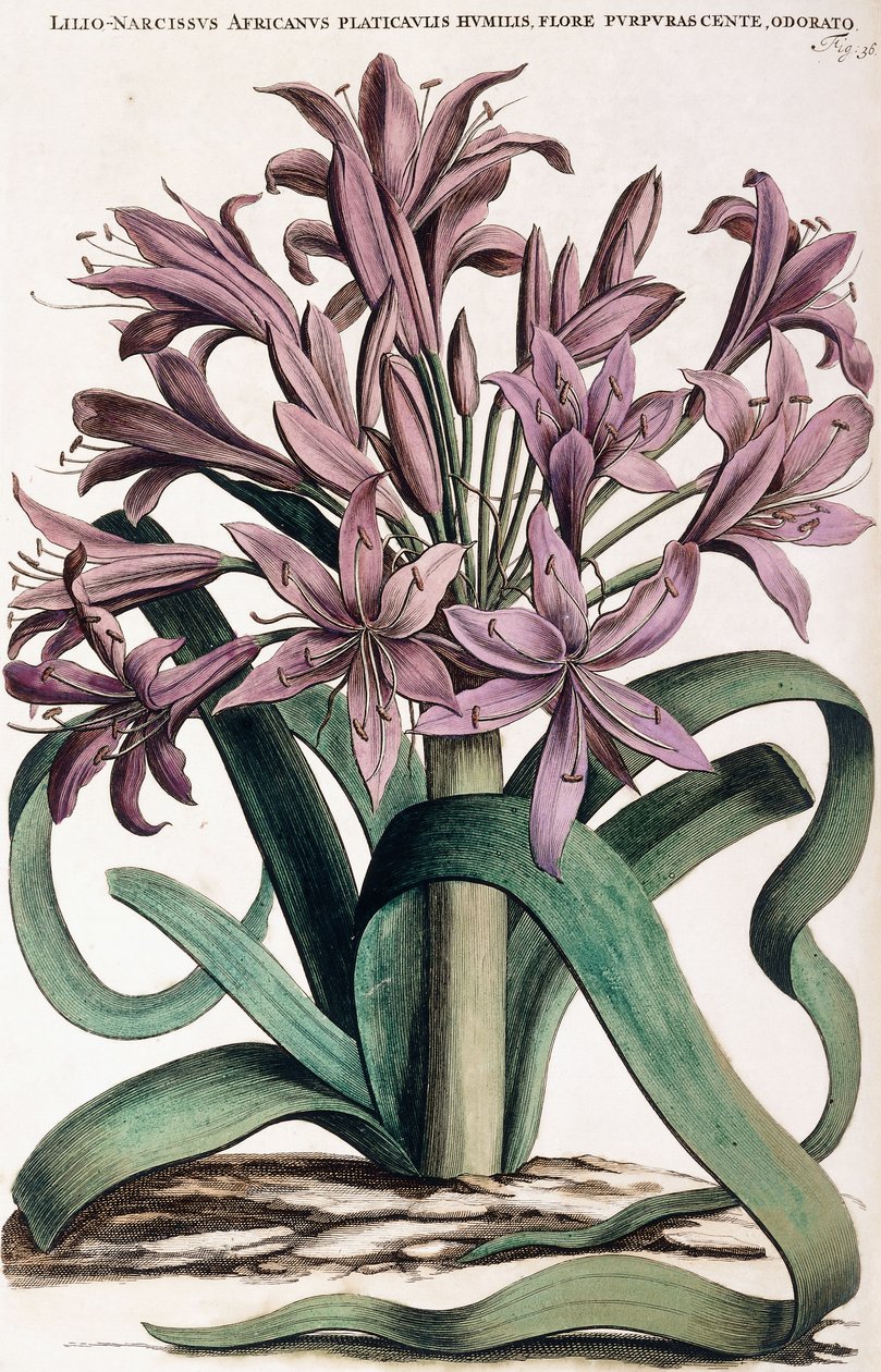 Lillio-Narcissus, 1697-1701 von Dutch School
