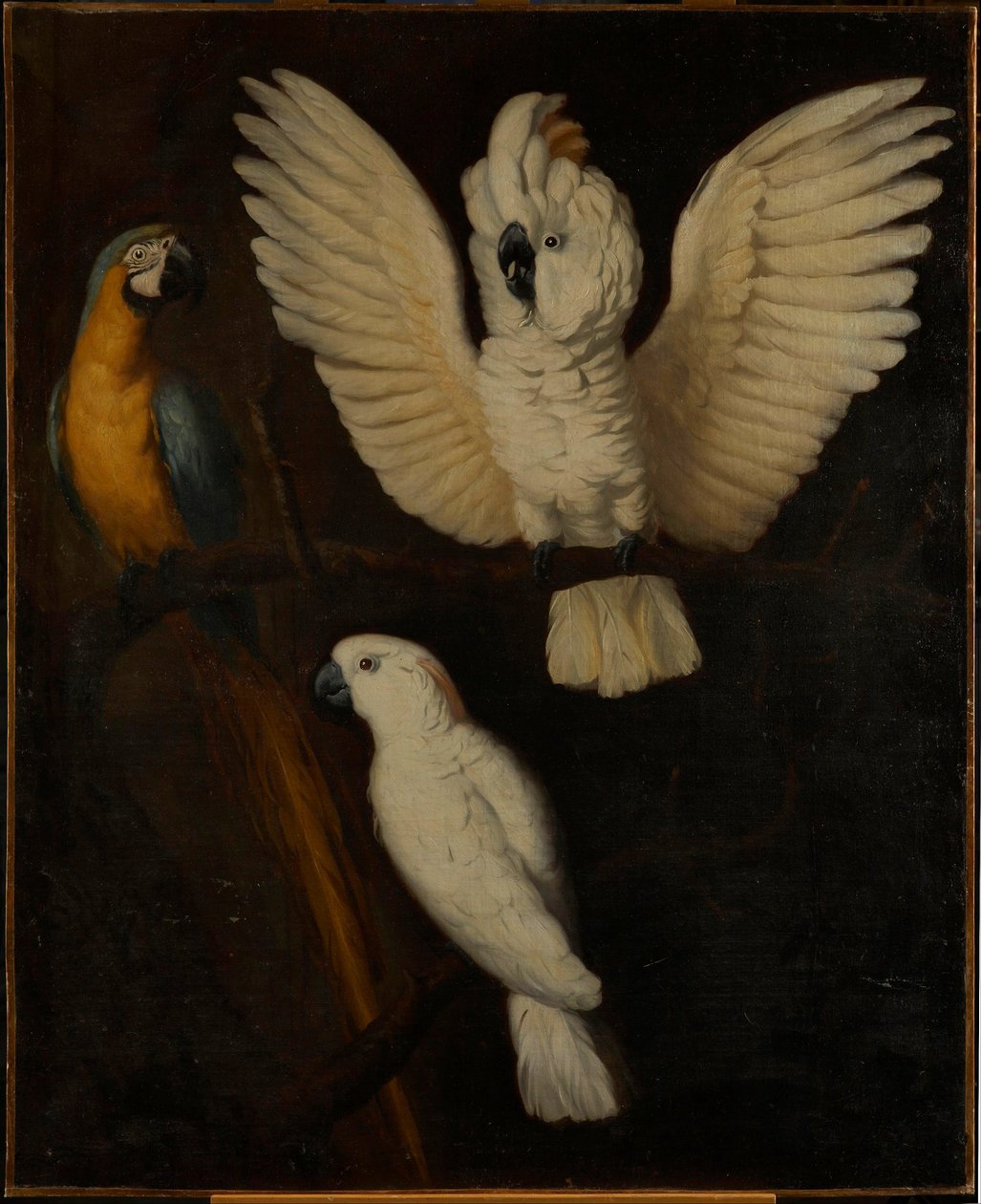 Papageien, ca. 1670 von Dutch School