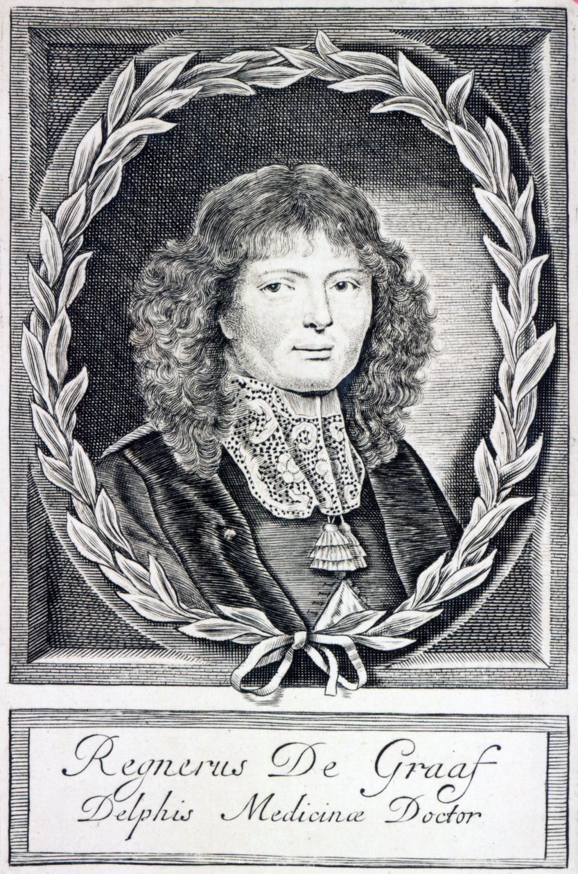 Regnier de Graaf, um 1670 von Dutch School