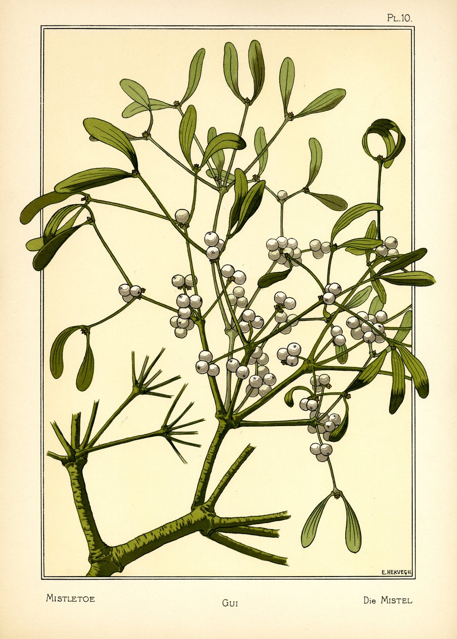 Die Mistel von E. Hervegh