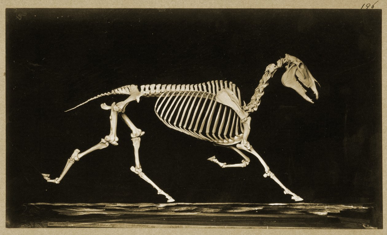 Skelett eines laufenden Pferdes von Eadweard Muybridge