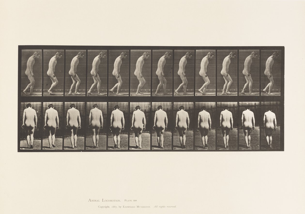 Tafel 558. Paraplegie; Teilweise; Gehen, 1885 von Eadweard Muybridge