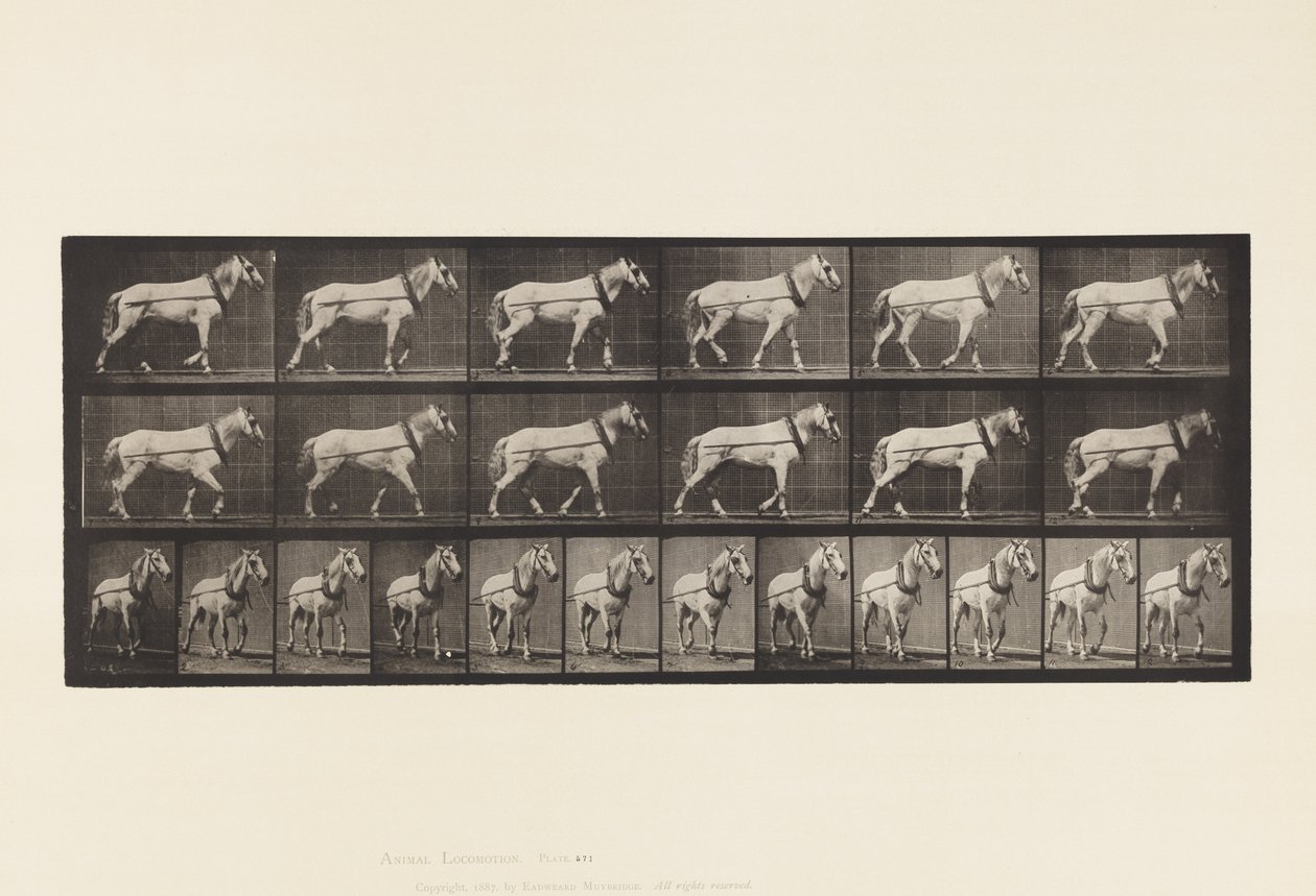Tafel 571. Ziehen; Hellgraue Stute Johnson von Eadweard Muybridge