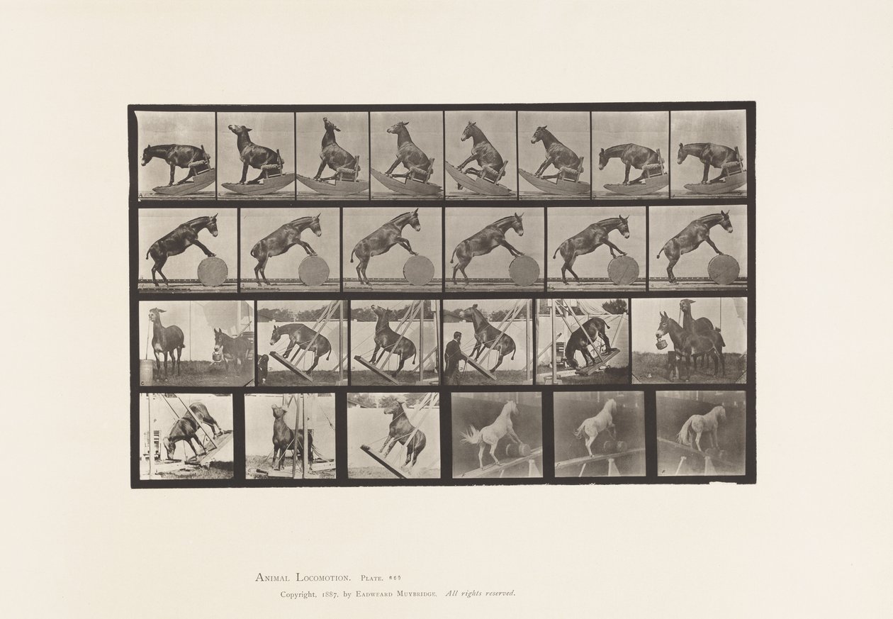 Tafel 660. Maultier; Verschiedene Darbietungen Denver von Eadweard Muybridge