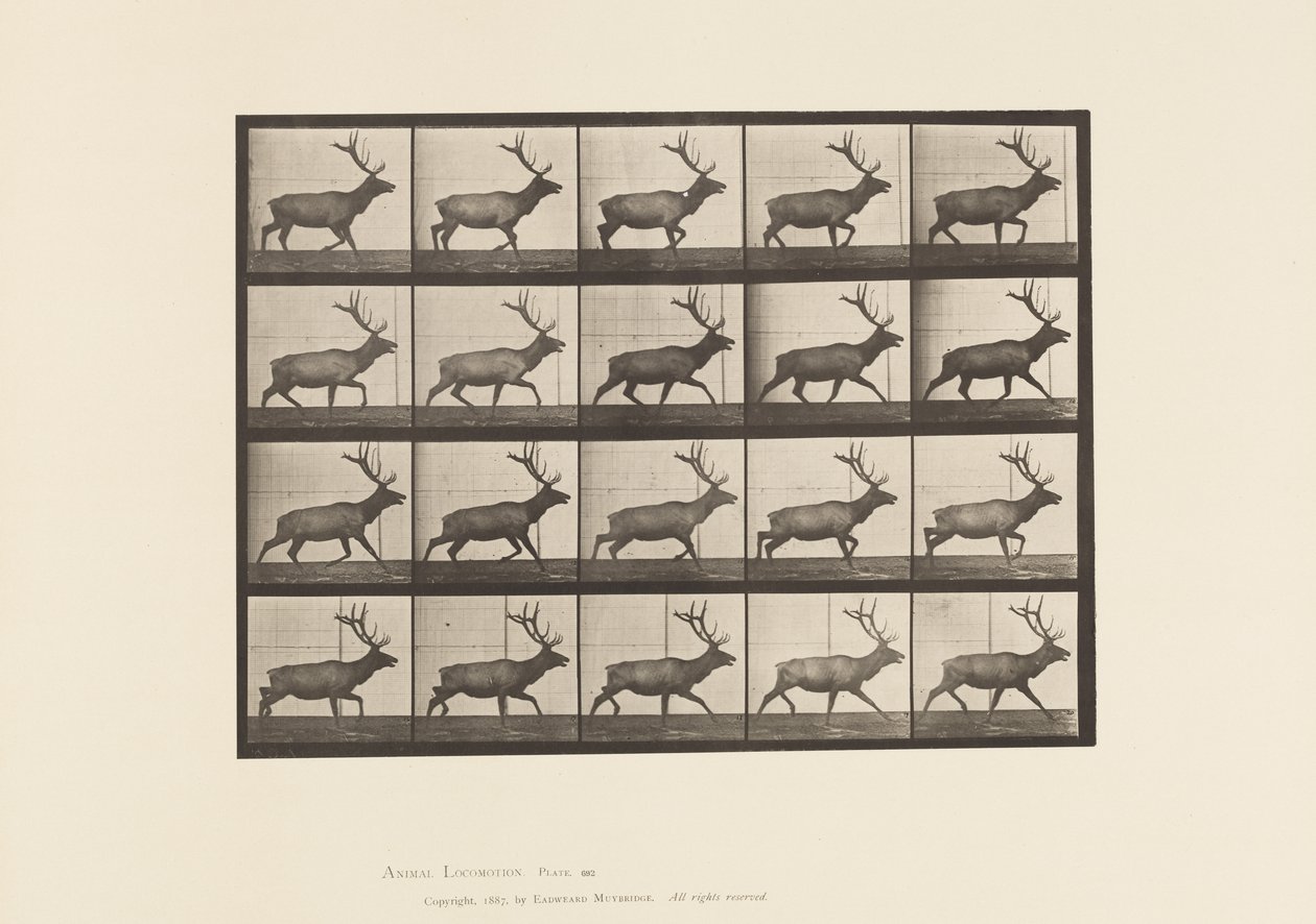 Tafel 692. Elch, trabend von Eadweard Muybridge