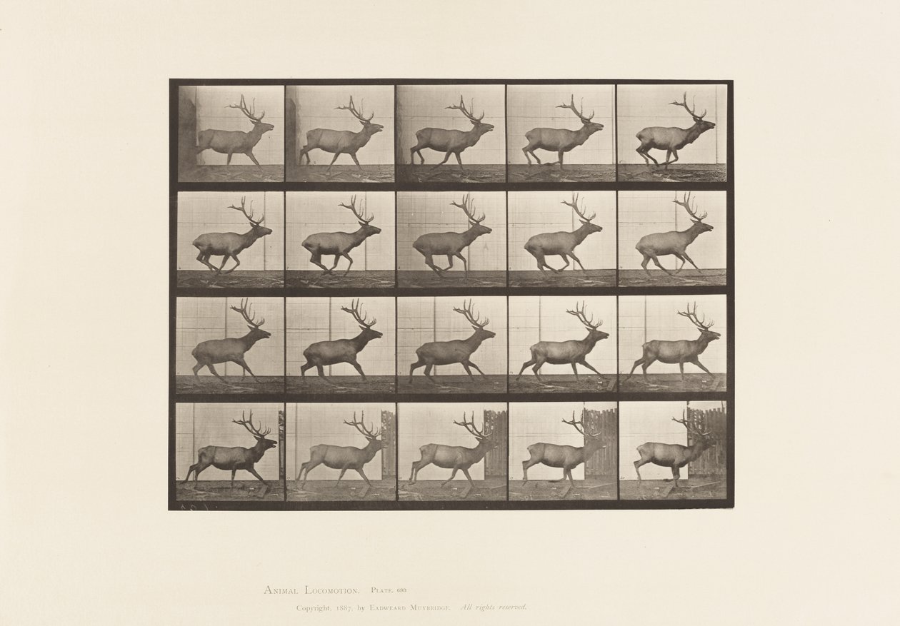 Tafel 693. Elch, Galoppieren von Eadweard Muybridge