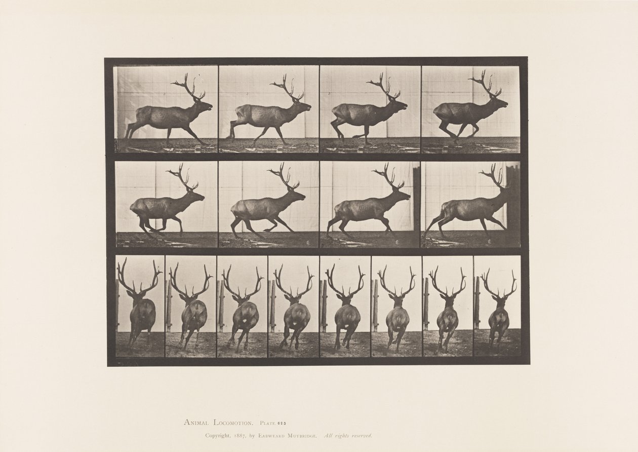 Tafel 695. Elch, Galoppierend von Eadweard Muybridge