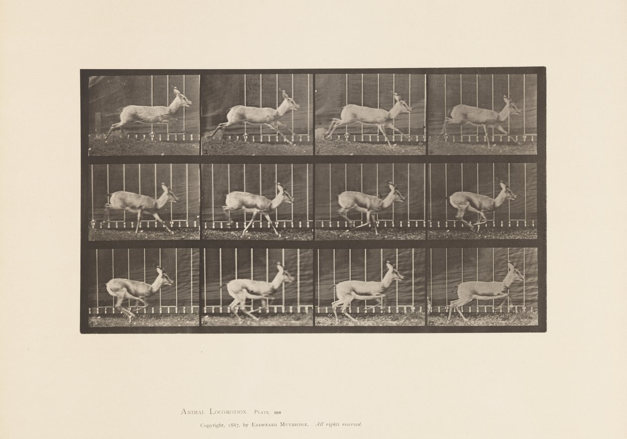 Tafel 698. Antilope; Galoppierend von Eadweard Muybridge