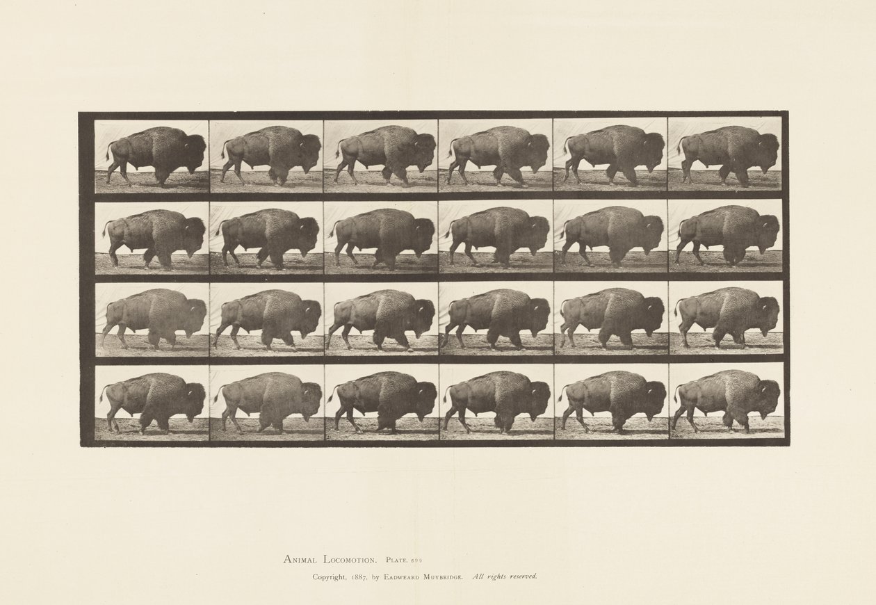 Platte 699. Büffel; Gehen von Eadweard Muybridge