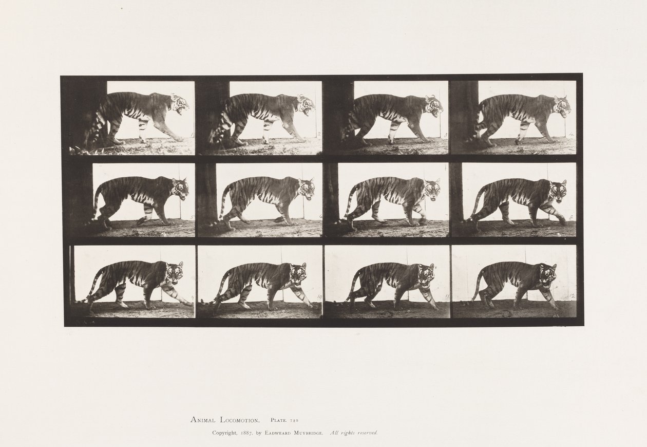 Tafel 729. Tigerin; Laufend von Eadweard Muybridge
