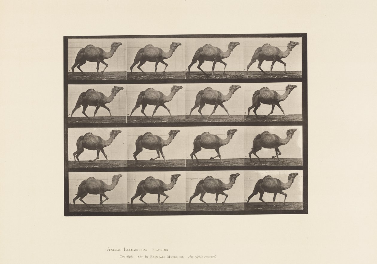 Tafel 736. Ägyptischer Kamel; Trabend von Eadweard Muybridge