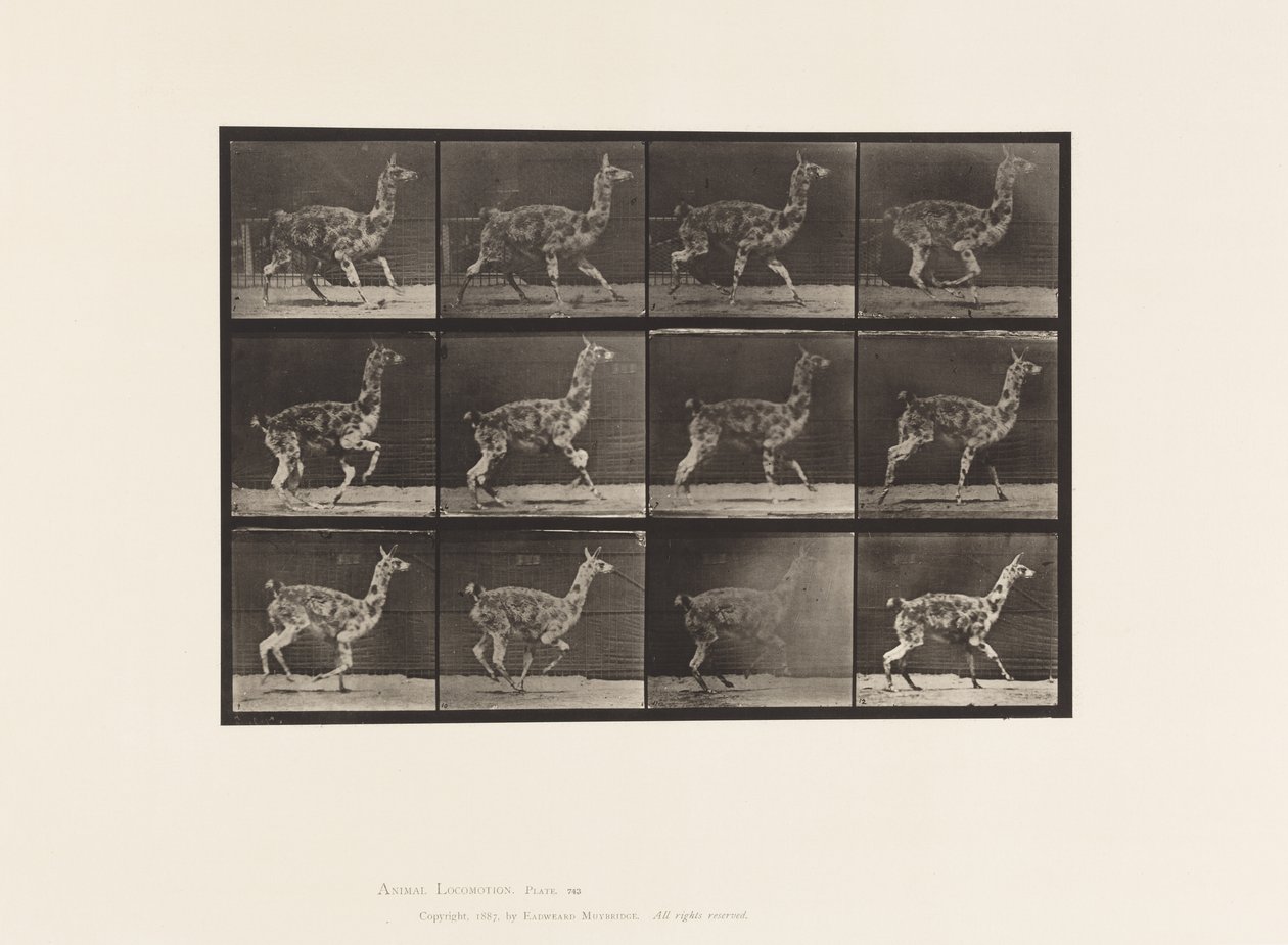 Platte 743. Guanako; Galoppieren von Eadweard Muybridge