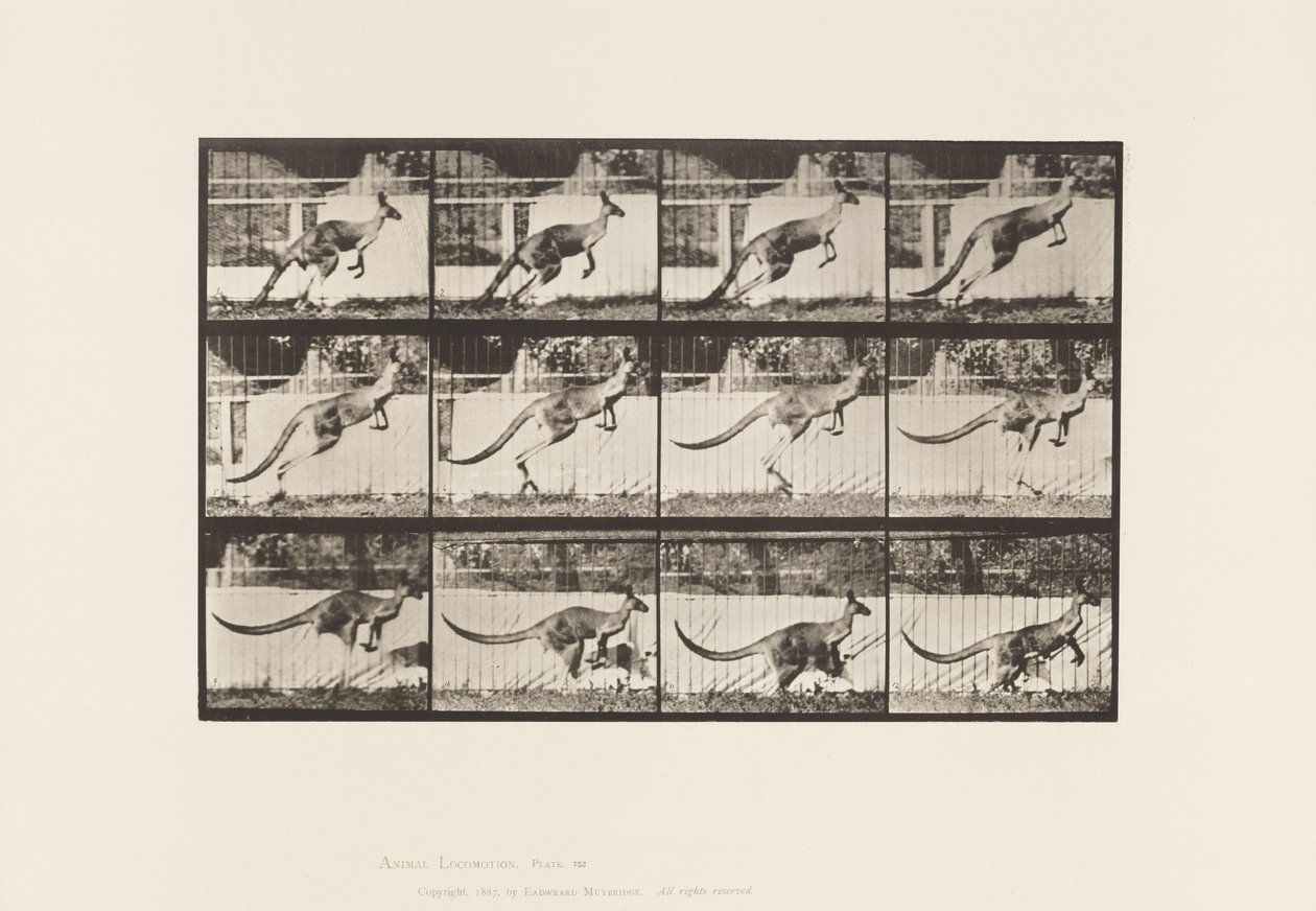 Tafel 752. Känguru; Springend von Eadweard Muybridge