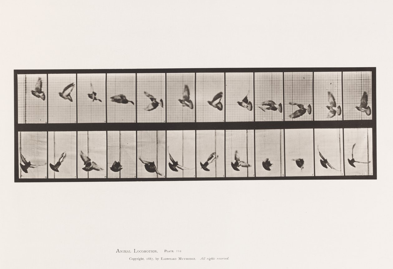 Tafel 756. Taube; Fliegend von Eadweard Muybridge