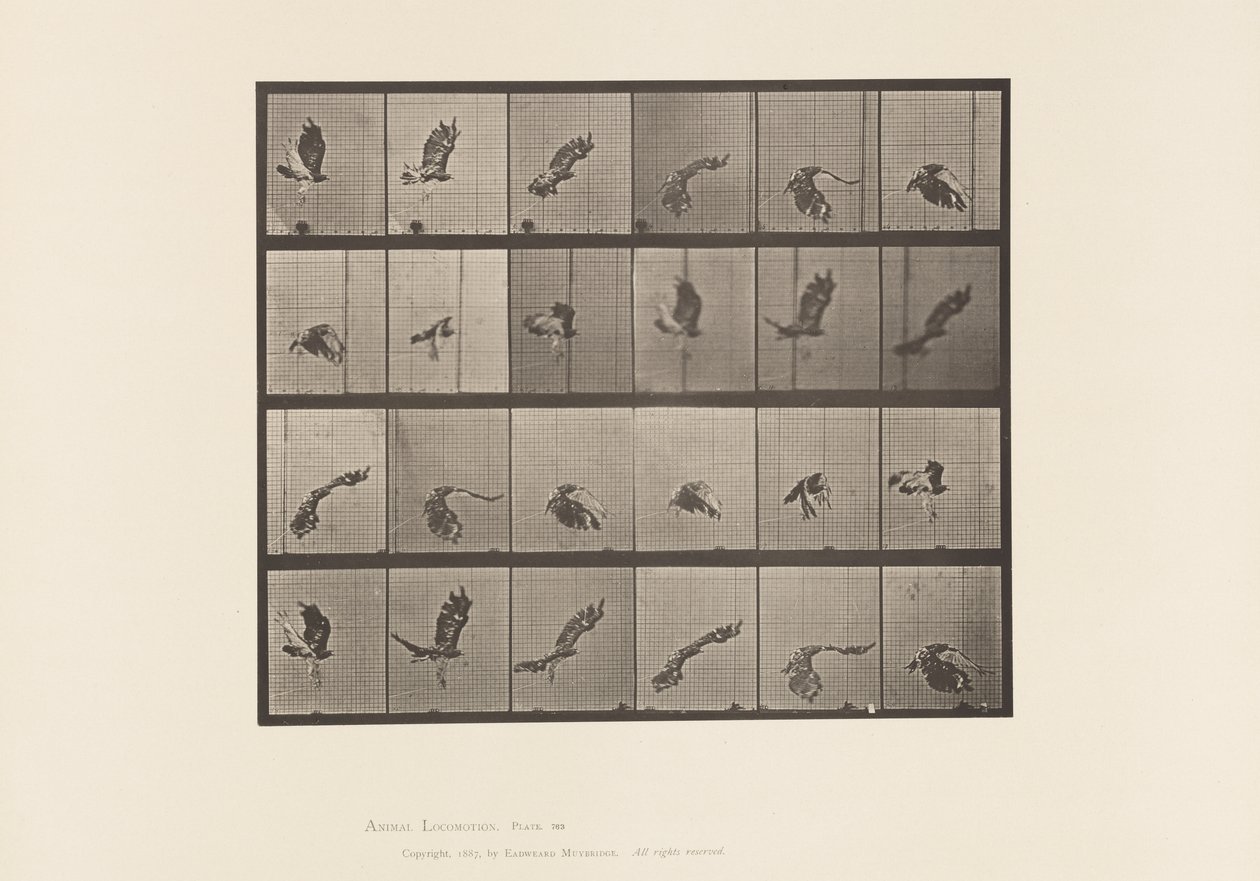 Tafel 763. Rotschwanzbussard; Fliegend von Eadweard Muybridge