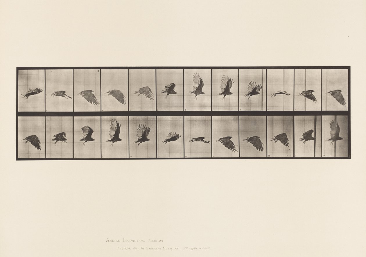 Tafel 766. Geier; Fliegend von Eadweard Muybridge