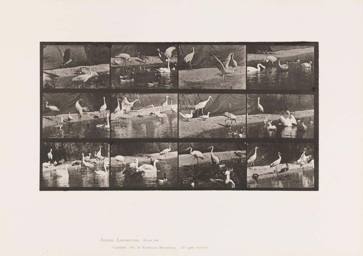 Tafel 780. Störche; Schwäne, usw. von Eadweard Muybridge