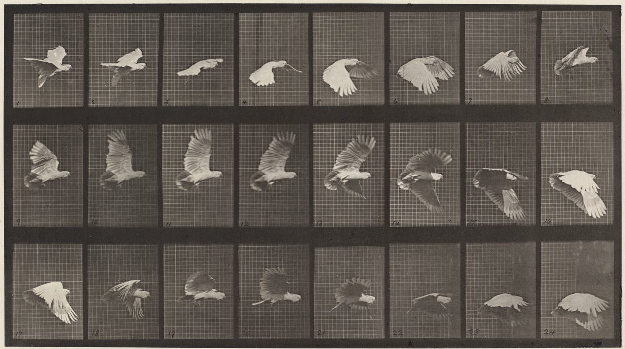 Tafel Nummer 758. Kakadu im Flug von Eadweard Muybridge