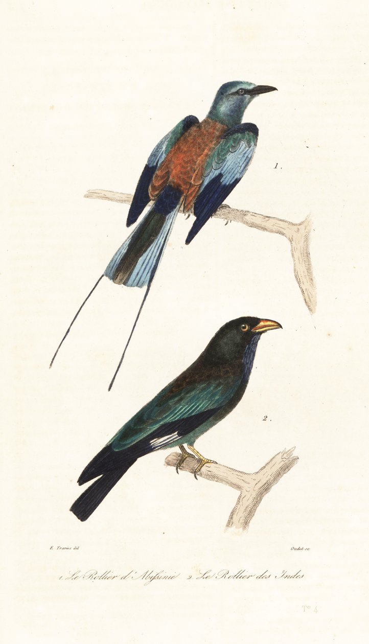 Abyssinischer Roller und Dollarvogel von Edouard (after) Travies
