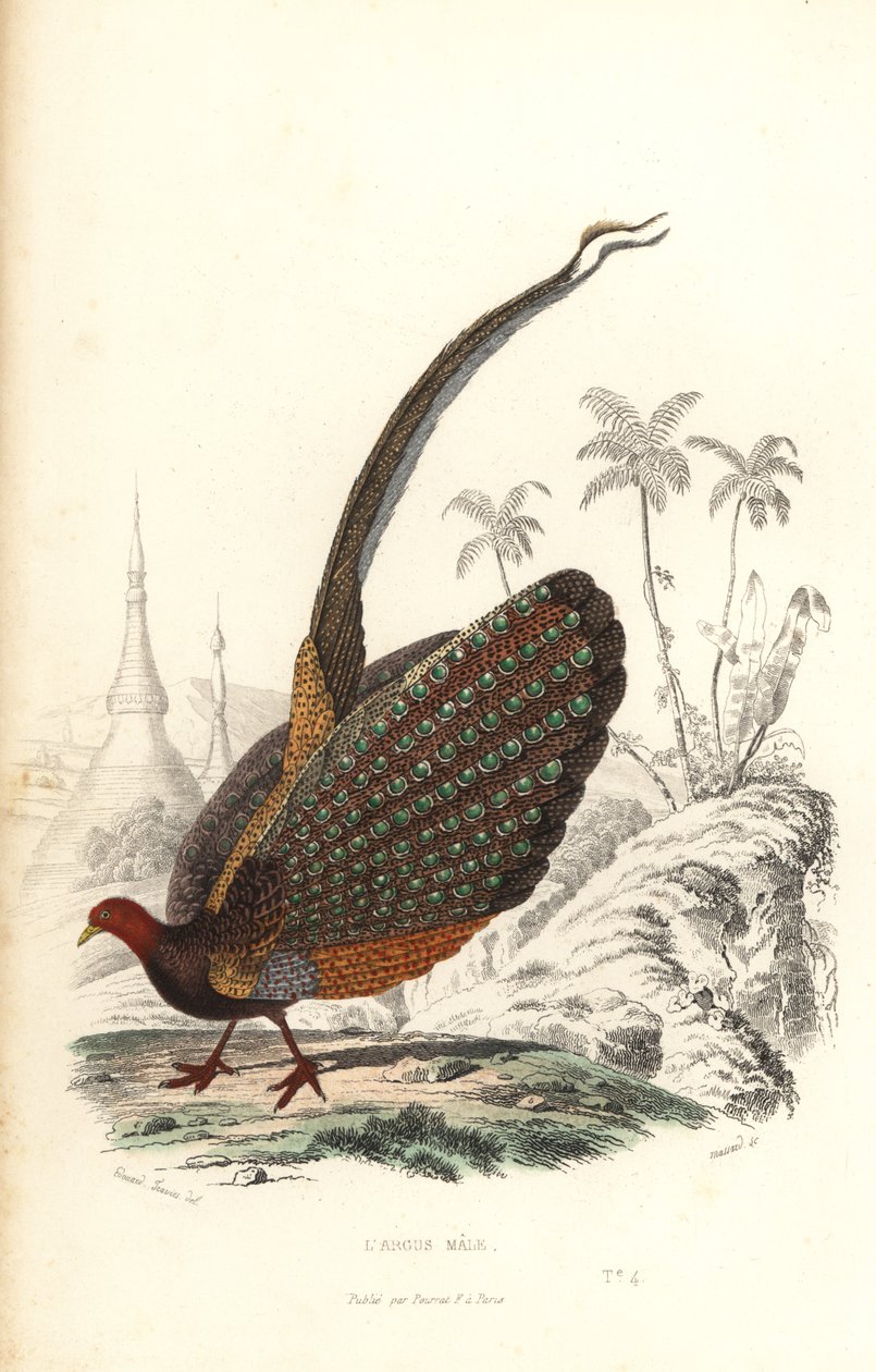 Großer Argus, Argusianus argus, gefährdet von Edouard (after) Travies