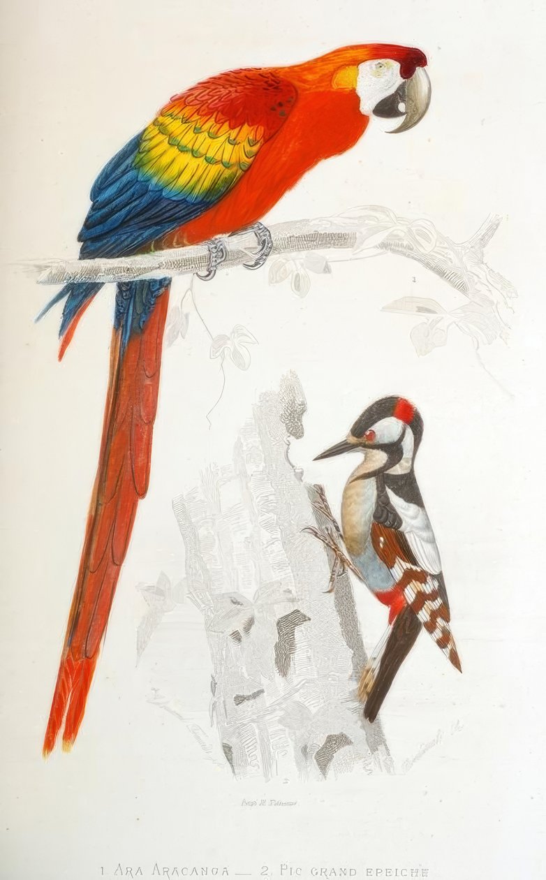 1. Ara Aracanga. 2. Großer Buntspecht von Edouard Travies