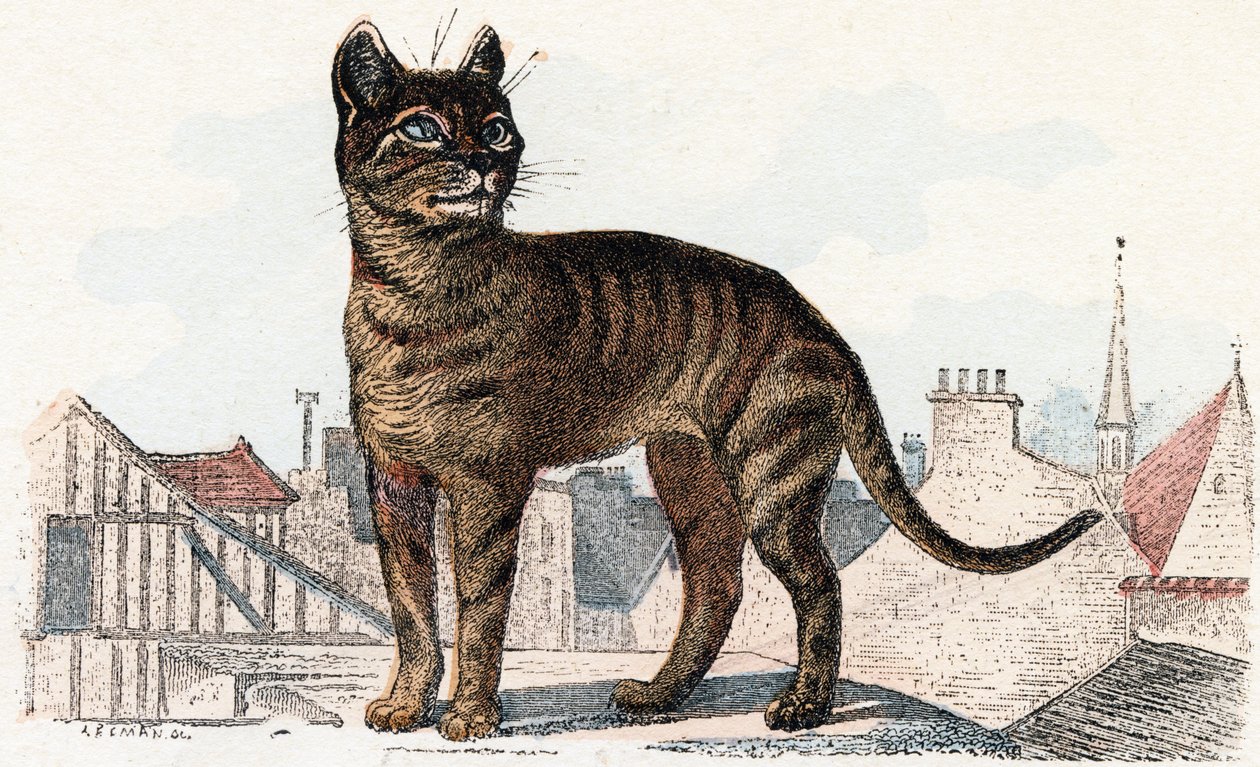 Katze aus 