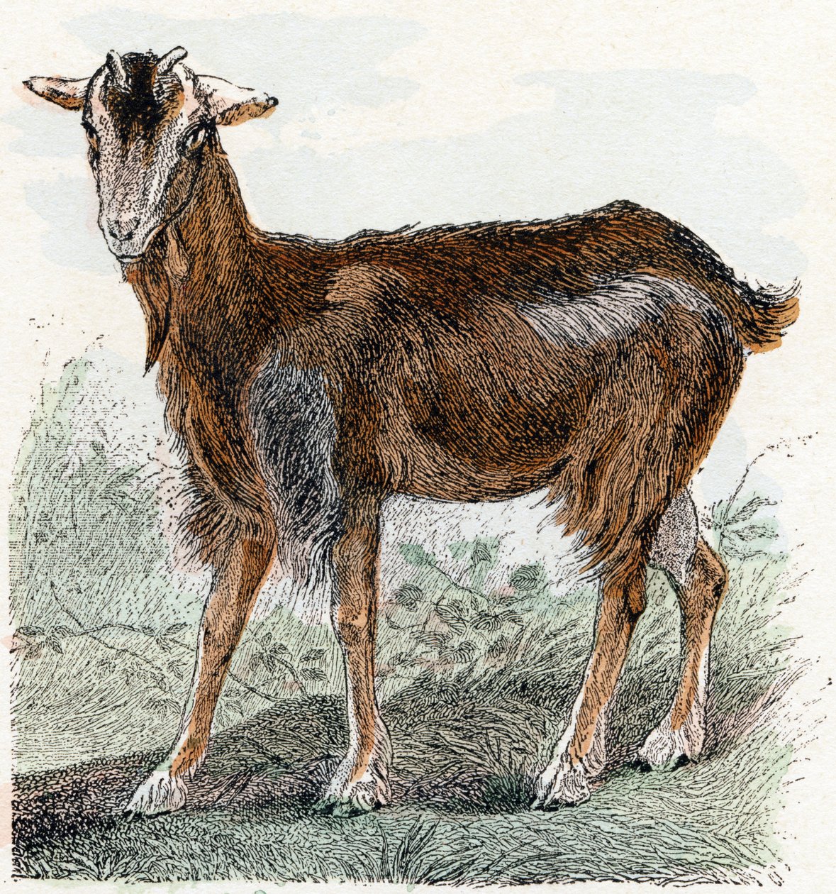 Ziege - „Alphabet illustriert Tiere“ 19. Jahrhundert von Edouard Travies