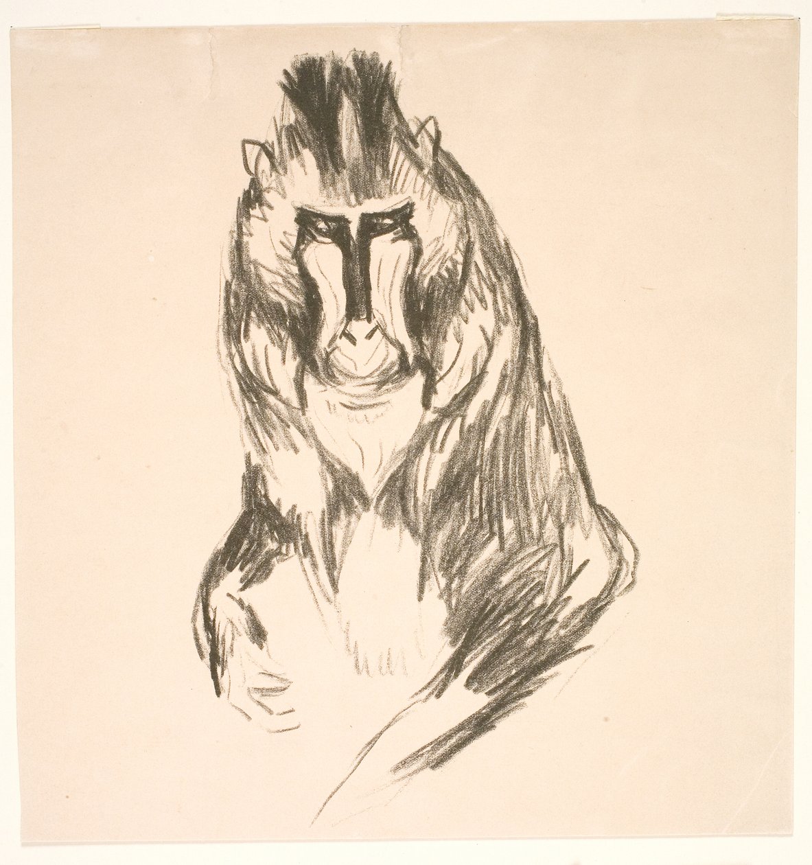 Gorilla (Mandrill) von Edvard Munch