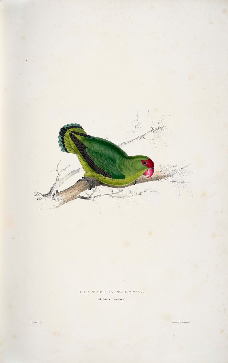 Schwarzköpfchen von Edward Lear