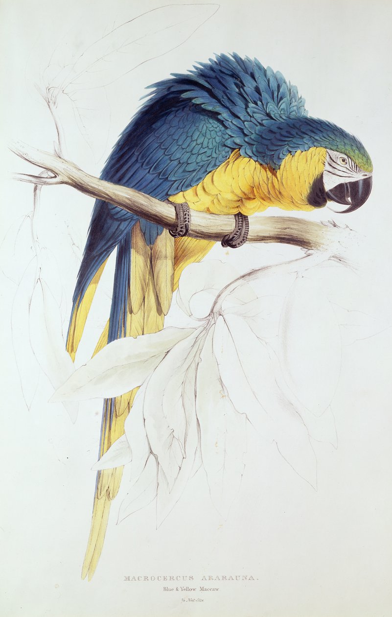 Blauer und gelber Ara (Farbstich) von Edward Lear