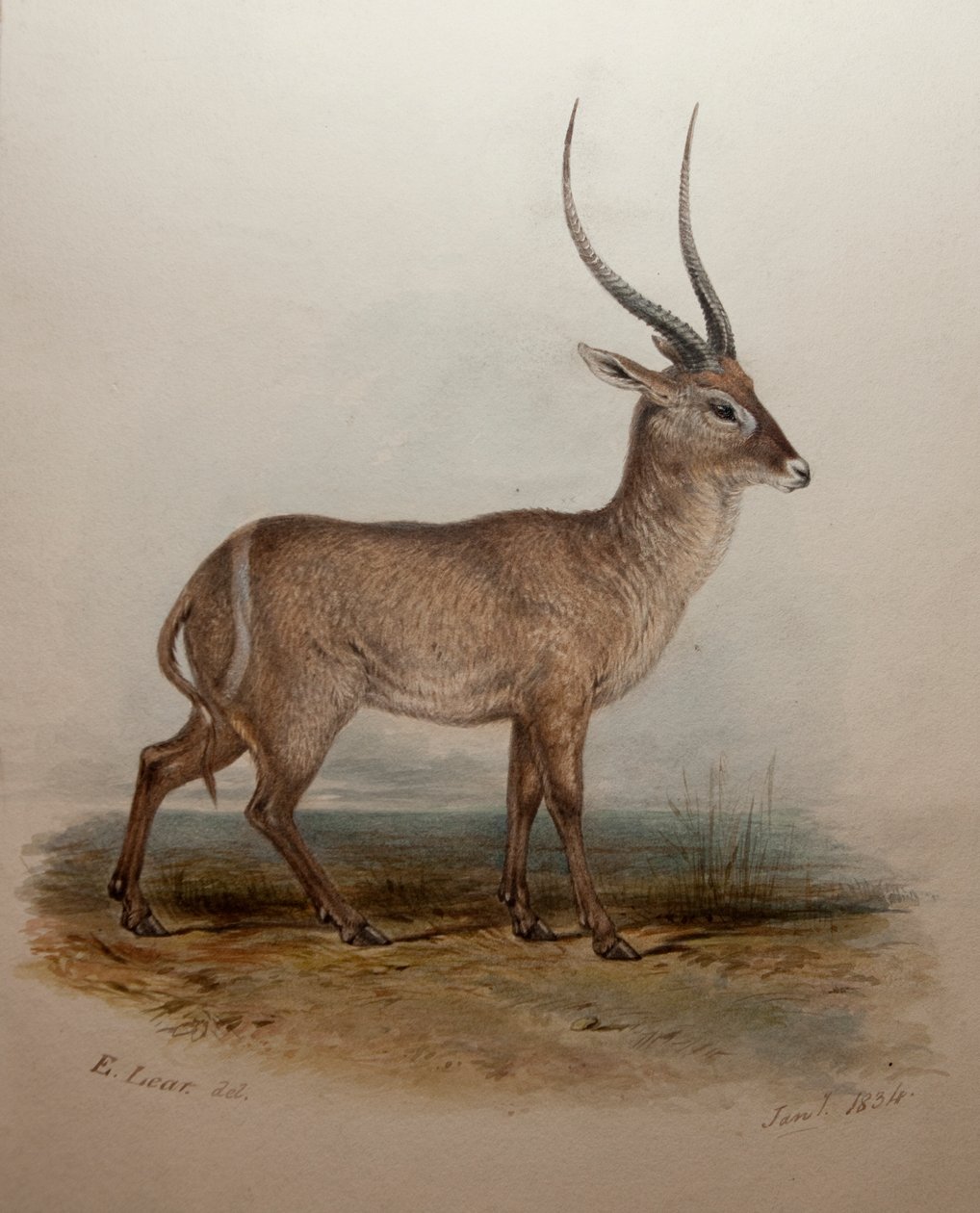 Bohor-Riedbock, 1834 von Edward Lear