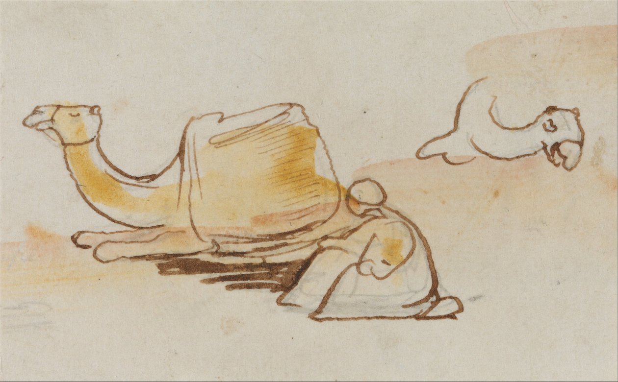 Kamelstudien von Edward Lear